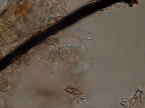 Quale Hyphoderma? (H. praetermissum?)